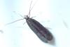 Tinagma ocnerostomella